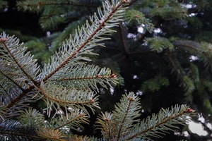 fraser-fir-tree
